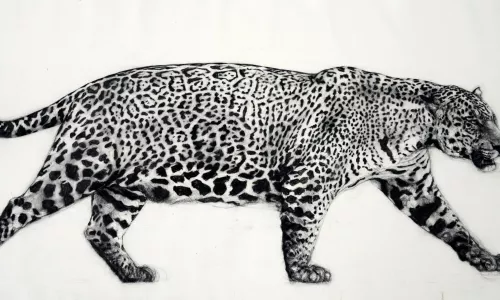 Jose Ismael Manco - Pregnant  Jaguar