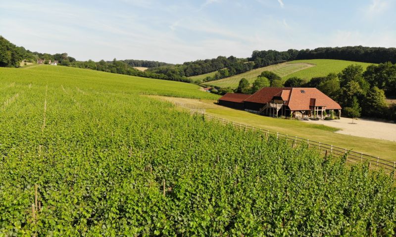 Wine tasting, tour & lunch for 8 at Hundred Hills vineyards in Oxfordshire