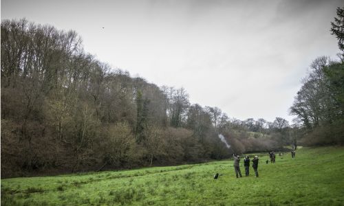 Driven partridge and pheasant shooting for nine guns in Hampshire