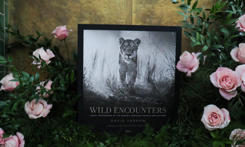 Wild Encounters by David Yarrow, Deluxe Edition