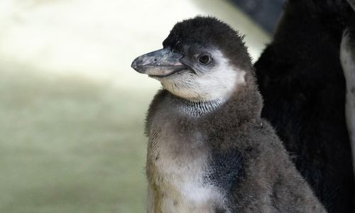 Live Lot 1 Name a penguin chick and enjoy a Penguin Beach breakfast for 20