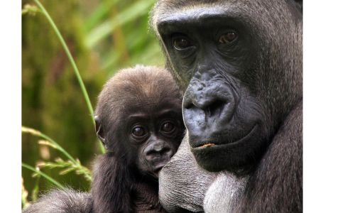 Live Lot 5 Name a baby gorilla at London Zoo