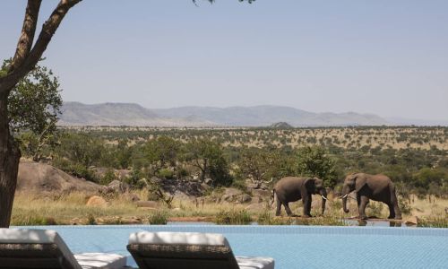 Live Lot 6 Stay at the Four Seasons in the Serengeti and join a ZSL scientist in the field.