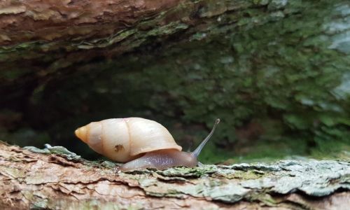 Name an Extinct-in-the-Wild Partula snail